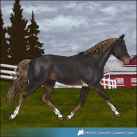 Horse Color:Liver Chestnut Tobiano Rabicano 