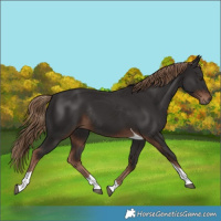 Horse Color:Liver Chestnut Tobiano Rabicano