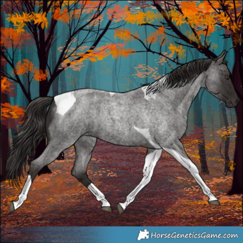 Horse Color:Liver Red Roan Tobiano 