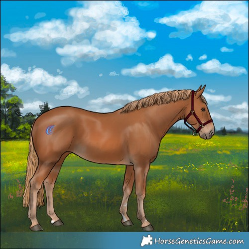 Horse Color:Chestnut 