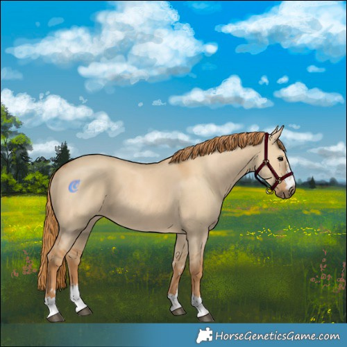 Horse Color:Red Dun 