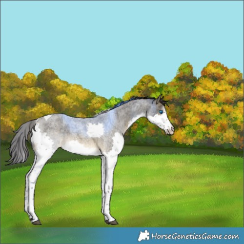Horse Color:Buckskin Roan Splash Tobiano 