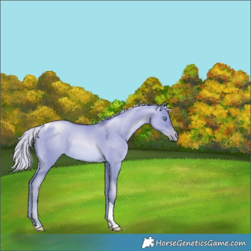 Horse Color:White Spotted Silver Buckskin Pearl Dun Tobiano 