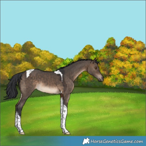 Horse Color:Brown Dun Tobiano 