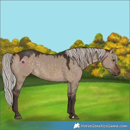 Horse Color:Silver Brown Dun 