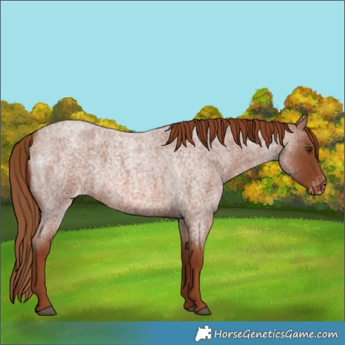 Horse Color:Red Roan Varnish 
