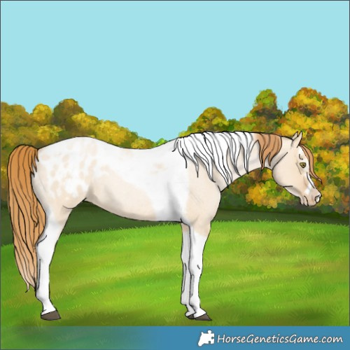 Horse Color:Red Dun Roan Pearl Splash Tobiano Frame Blanket 
