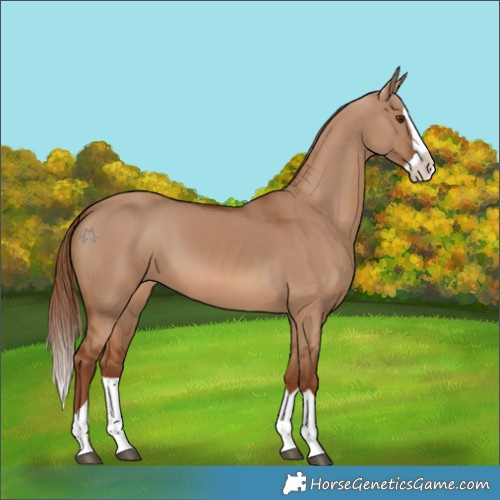 Horse Color:Red Dun Splash 