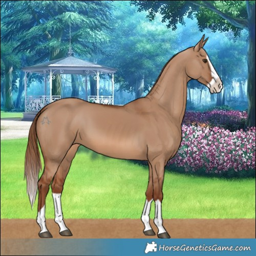 Horse Color:Red Dun Splash 