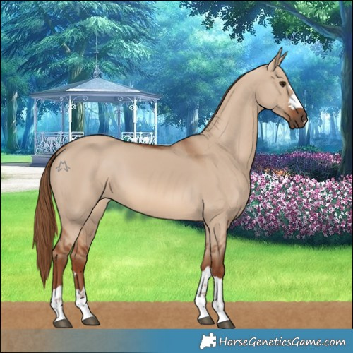 Horse Color:Red Dun 