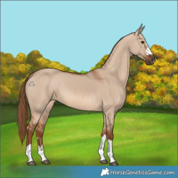 Horse Color:Red Dun 