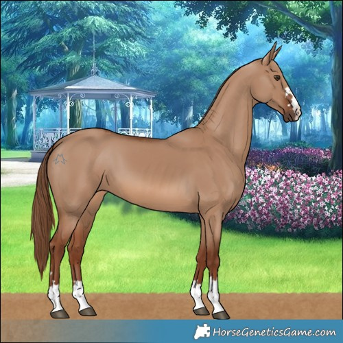 Horse Color:Red Dun 