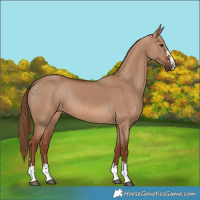 Horse Color:Red Dun 