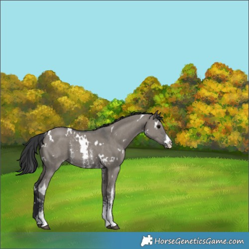 Horse Color:White Spotted Grullo Sabino