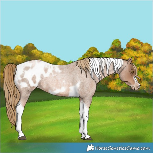 Horse Color:Liver Red Dun Roan Pearl Tobiano Frame Blanket 