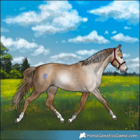Horse Color:Gray Red Dun 