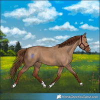 Horse Color:Red Dun 