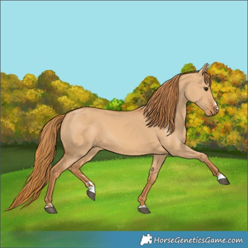 Horse Color:Red Dun