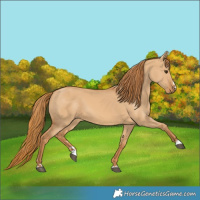Horse Color:Red Dun 