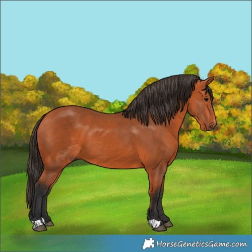 Horse Color:Bay 