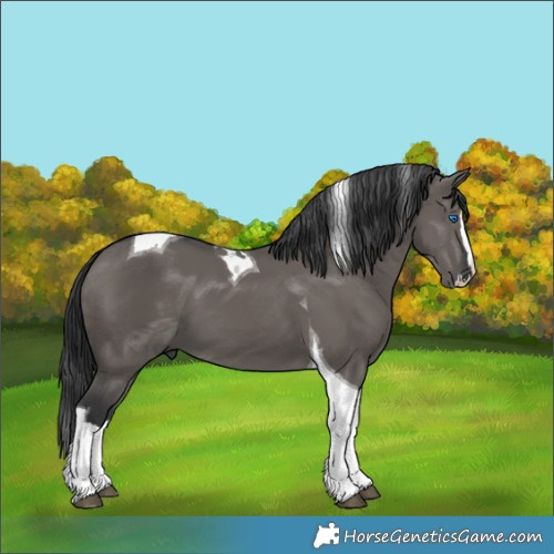 Horse Color:Grullo Splash Tobiano