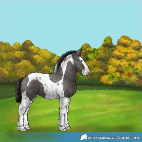 Horse Color:Grullo Splash Tobiano 