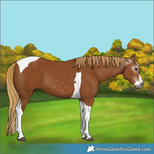 Horse Color:Gray Chestnut Splash Tobiano 