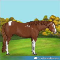 Horse Color:Gray Chestnut Splash Tobiano 