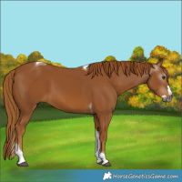 Horse Color:Gray Chestnut Splash Tobiano 