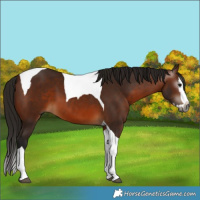 Horse Color:Gray Bay Splash Tobiano 