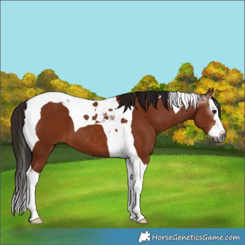 Horse Color:Gray Bay Splash Tobiano