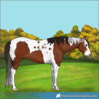 Horse Color:Gray Bay Splash Tobiano 