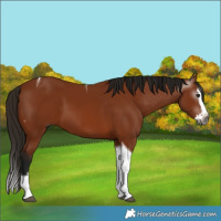 Horse Color:Gray Bay Splash Tobiano 