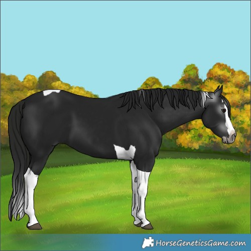 Horse Color:Gray Black Splash Tobiano 