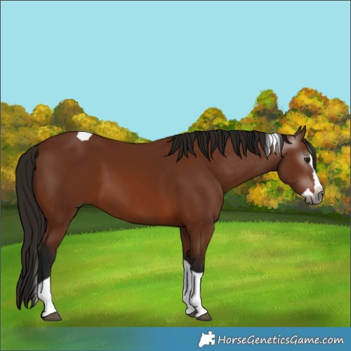 Horse Color:Gray Bay Splash Tobiano 