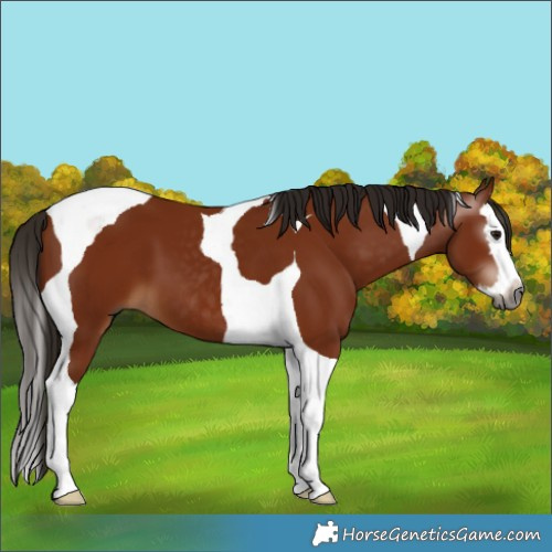 Horse Color:Gray Bay Splash Tobiano