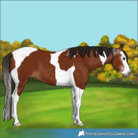 Horse Color:Gray Bay Splash Tobiano 
