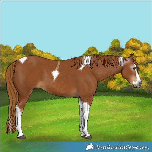 Horse Color:Gray Chestnut Splash Tobiano