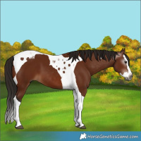Horse Color:Gray Bay Splash Tobiano 