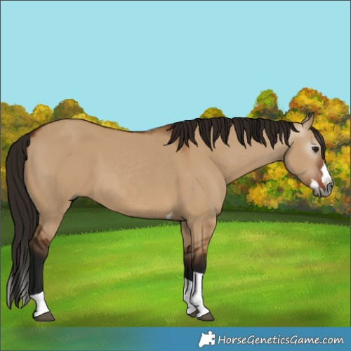 Horse Color:Gray Bay Dun Splash Tobiano