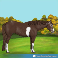 Horse Color:Gray Chestnut Splash Tobiano 