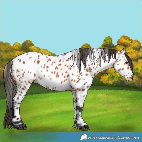 Horse Color:Bay Near Leopard 