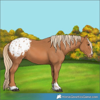 Horse Color:Chestnut Appaloosa