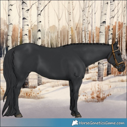 Horse Color:Black 