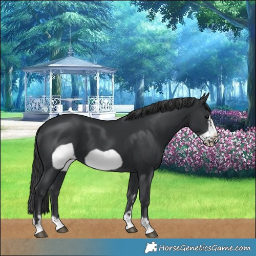Horse Color:Black Frame 