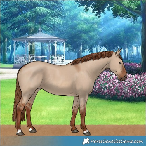 Horse Color:Red Dun 