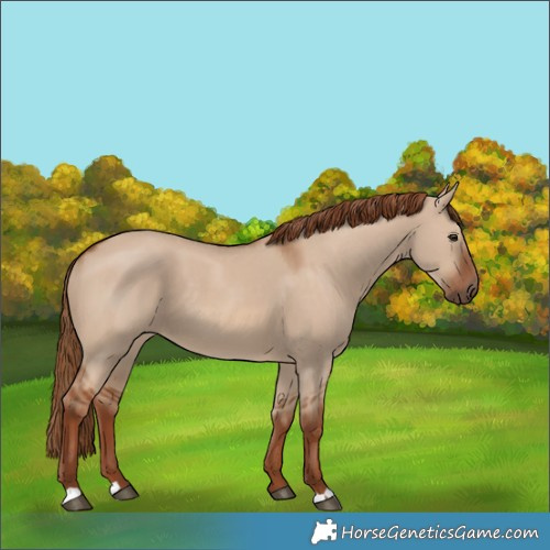 Horse Color:Red Dun 