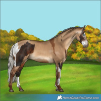 Horse Color:Gray Silver Brown Splash Tobiano and Gray Silver Sable Champagne Dun