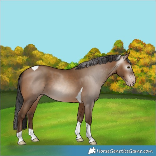 Horse Color:Gray Amber Champagne Tobiano