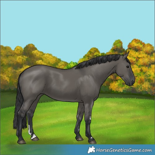 Horse Color:Grullo 